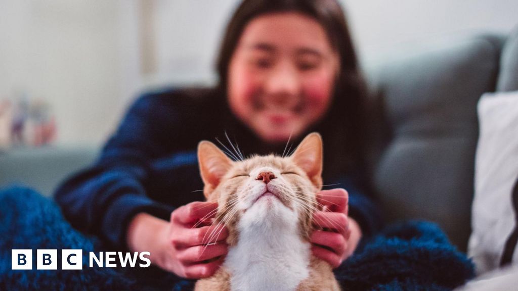 Cats became our companions way later than you think.