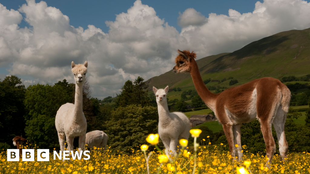 Alpacas, buses and pints: Five laws you may have missed in 2025
