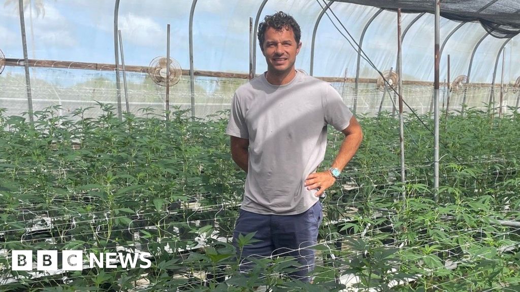Caribbean cannabis growers eye budding domestic sales and exports.