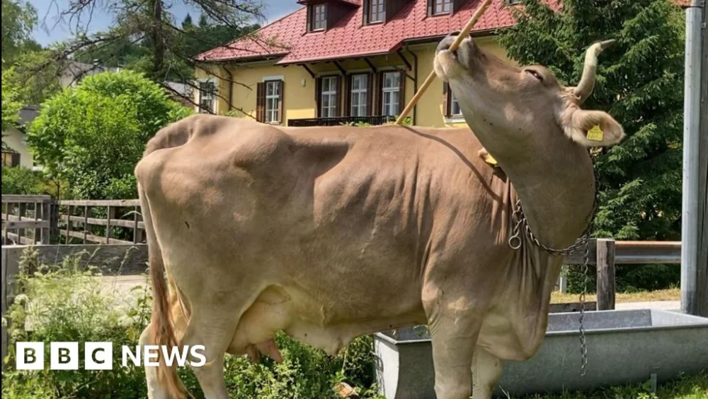 Cow astonishes scientists with rare tool use.