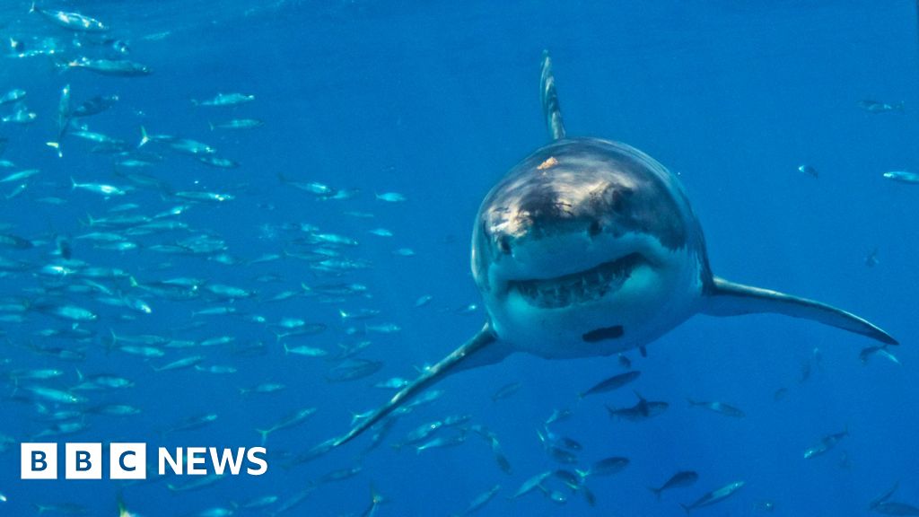 Great white sharks face extinction in Mediterranean, say researchers.