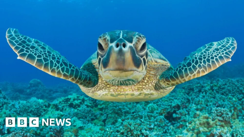 Green turtle bounces back from brink in conservation ‘win’