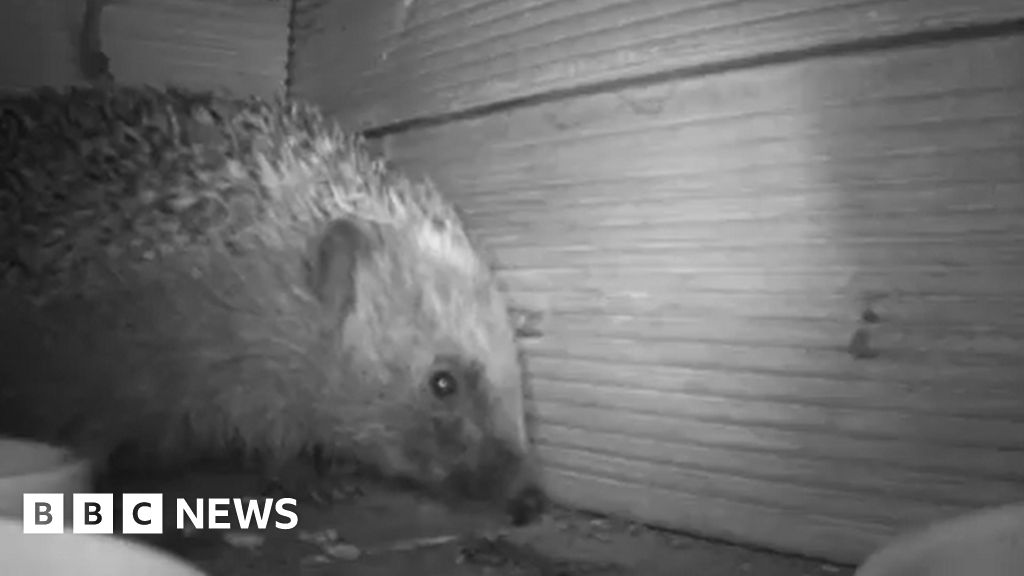 Hidden cameras reveal what hedgehogs really get up to after dark.