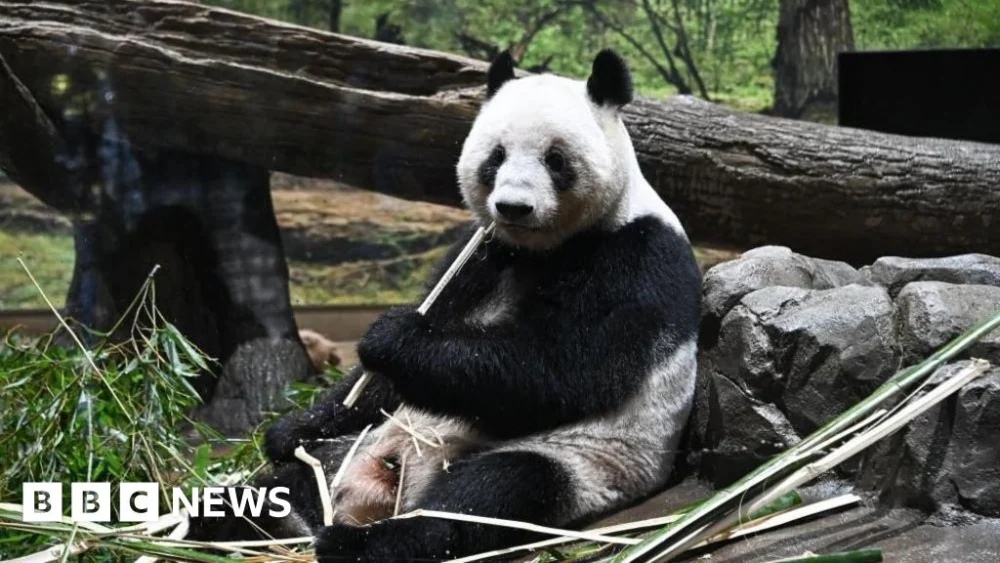 Japan returns pandas to China amid strained ties