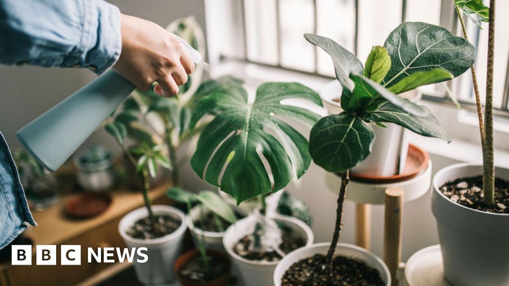 Serial houseplant killer? Here’s how to keep them alive.