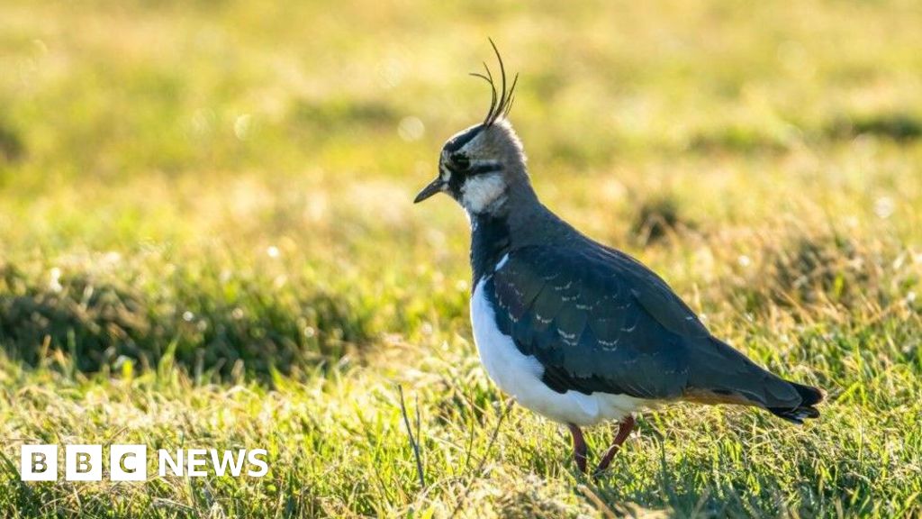 Sunken Thames barges create new Essex island for birds