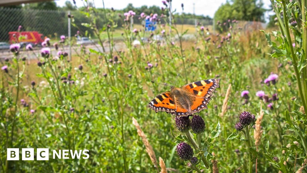 UK biodiversity continues to decline, 2025 bioindicators show