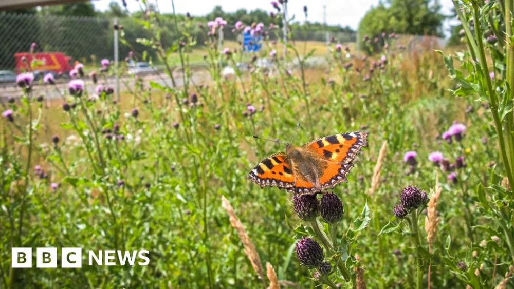 UK biodiversity continues to decline, 2025 bioindicators show