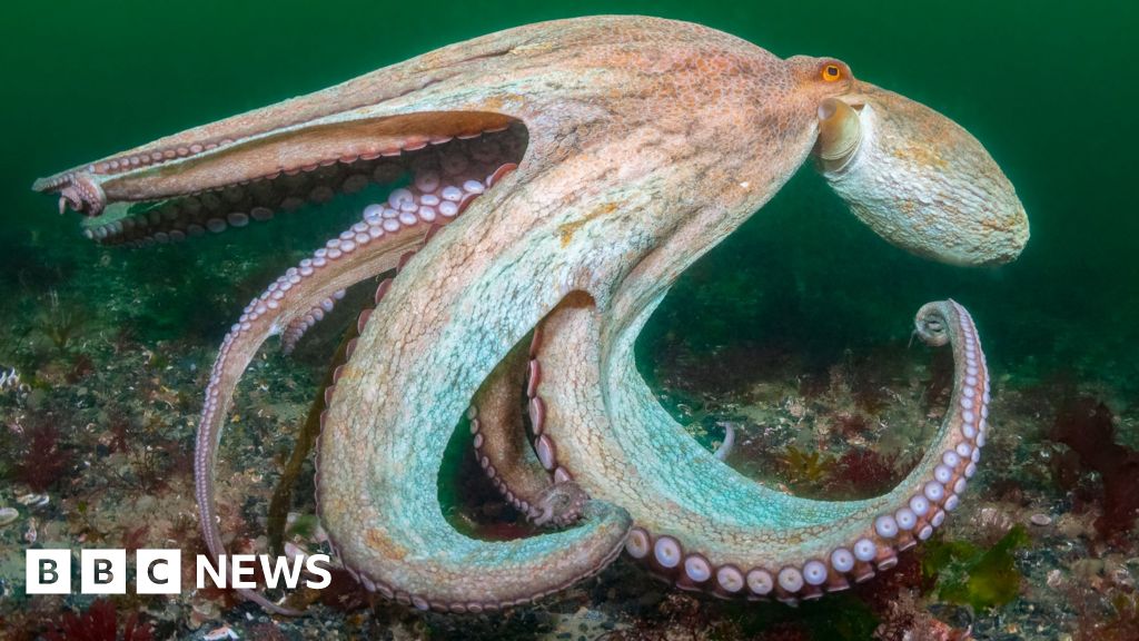 Warmer seas bring record number of octopuses to UK waters.