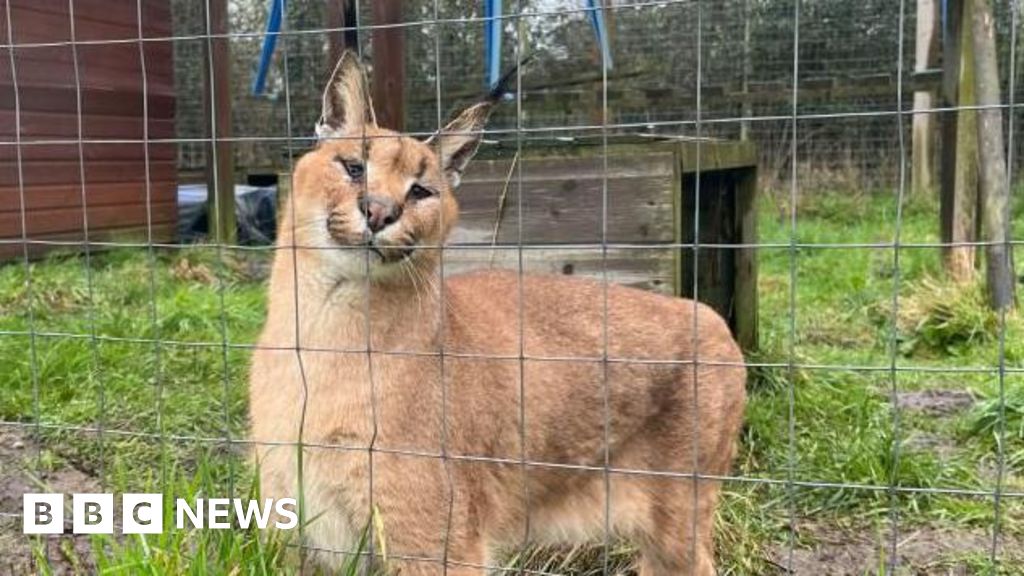 Ark Wildlife Park at ‘breaking point’ over rising monthly bills