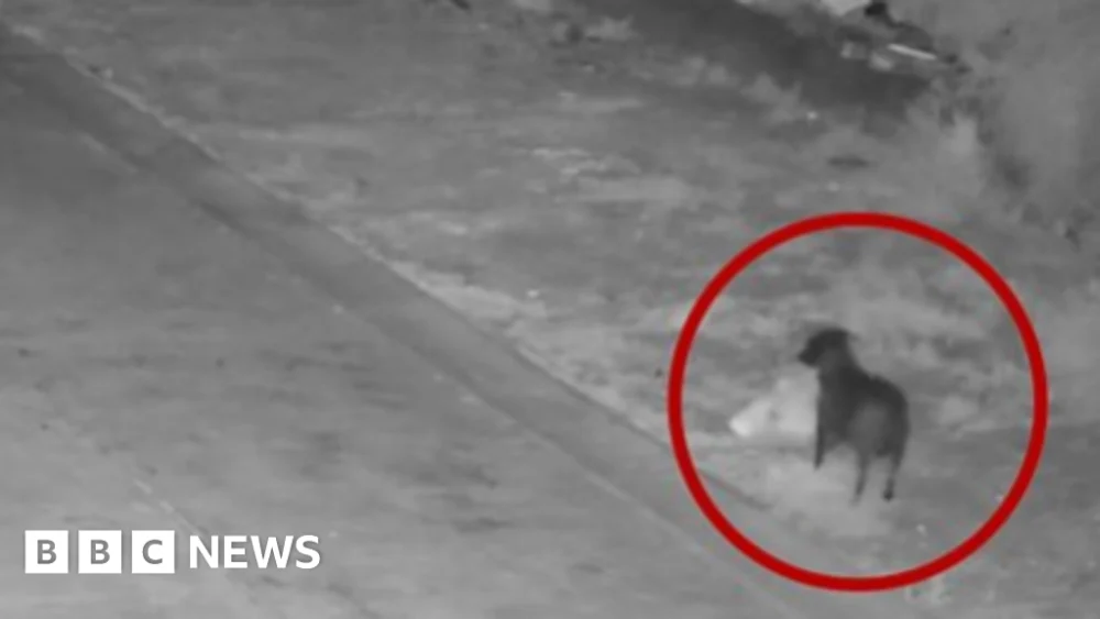 Authorities in Italy accuse man of training dog to illegally dump his rubbish