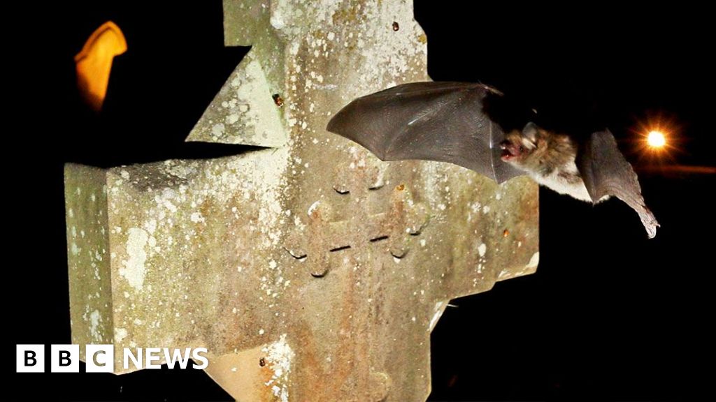 Bats are seeking sanctuary in churches – but they’re making an unholy mess