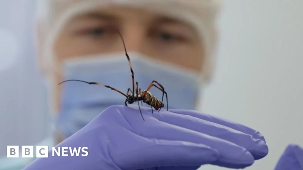 Could this spider’s silk help repair nerve senses?