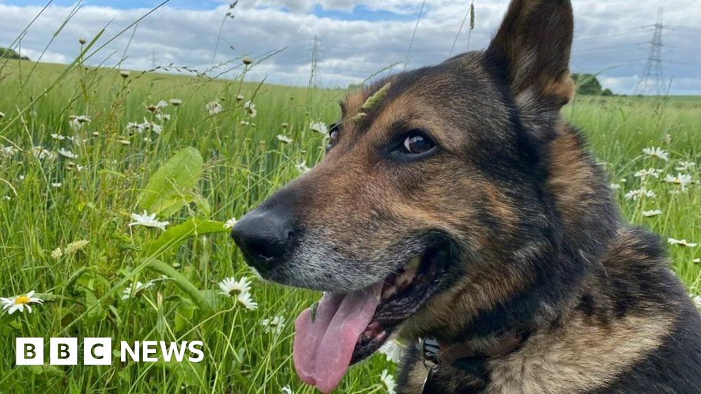‘Hero’ dog PD Finn’s law not working, says handler