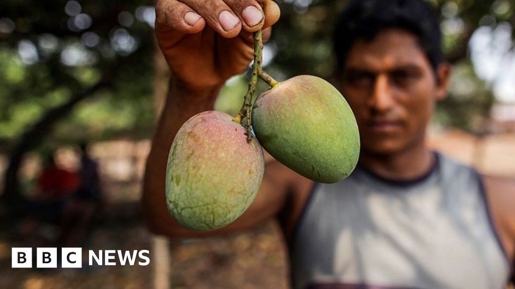 Indian Mango Farmers Urged to Modernise