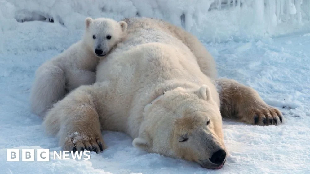 Polar bears getting “fatter and healthier” amid ice loss