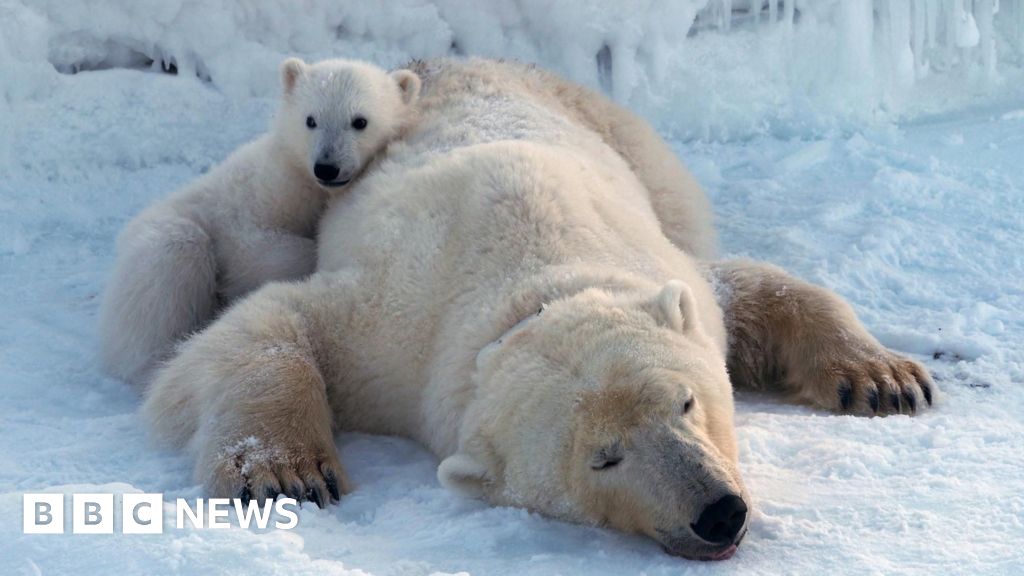 Polar bears getting "fatter and healthier" amid ice loss.