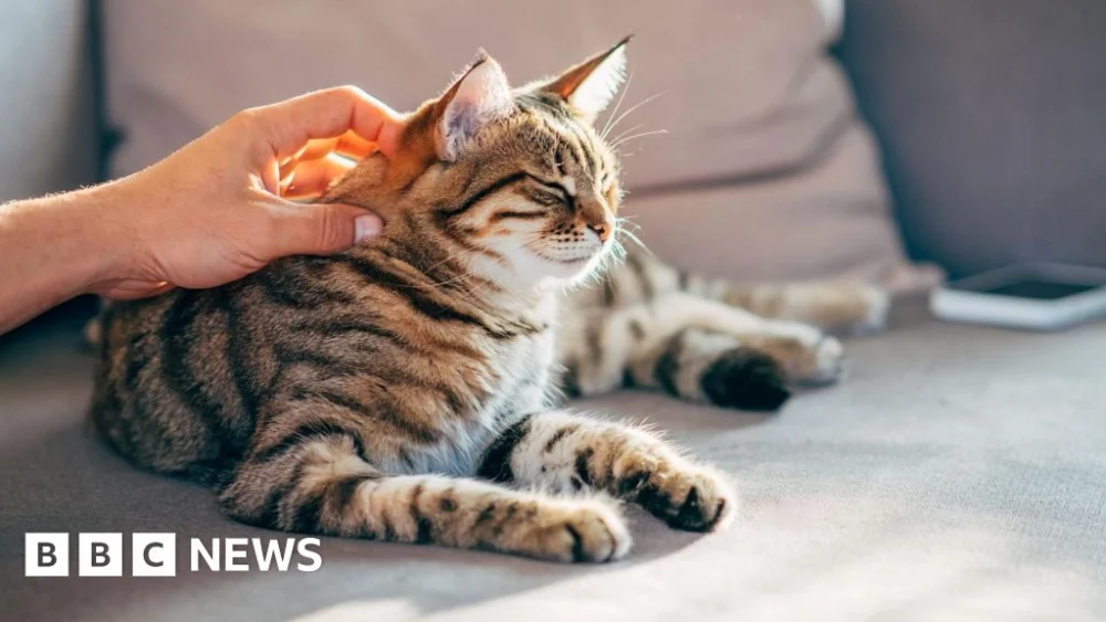 Scientists crack open the ‘black box’ of cancer in cats