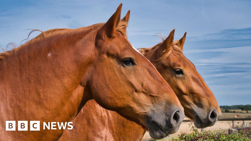 Suffolk Punch horse centre cutting back amid cost woes