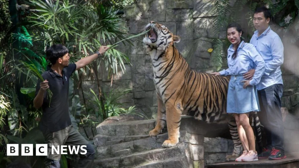 Thailand: Authorities investigate death of 72 tigers due to virus
