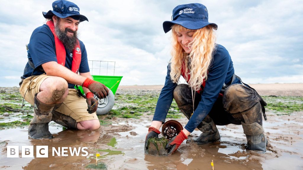 Vast seagrass meadows will shield Humber coastline.