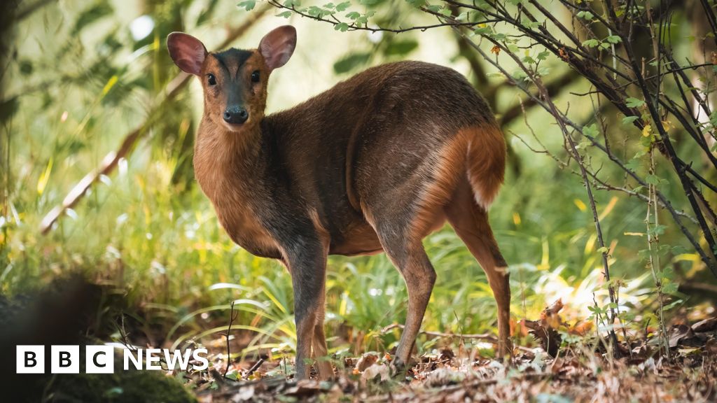 Wider deer culling planned for England to protect trees and crops.
