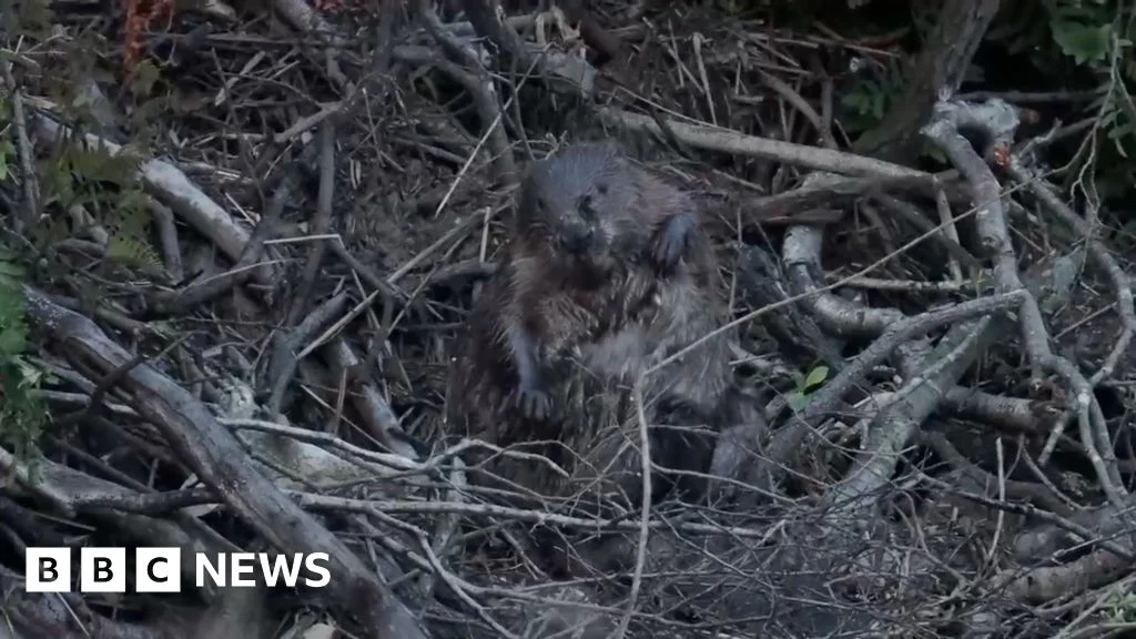 Beavers released in Dorset settle after a year of ups and downs