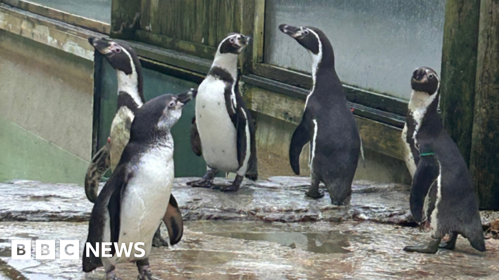 Birdland in Gloucestershire welcomes three new Humboldt penguins