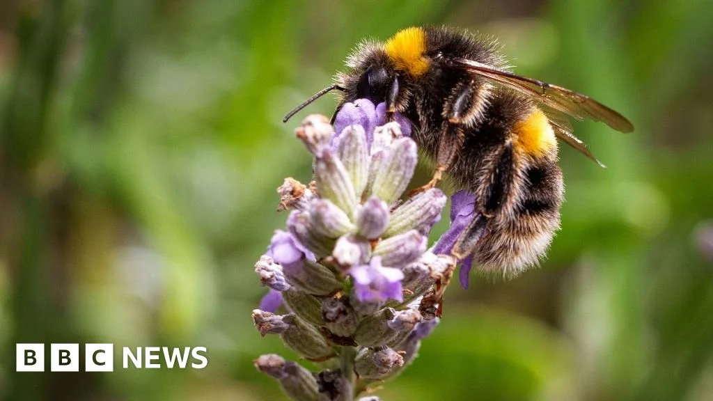 Call out to volunteers in South East to take part in bug survey.