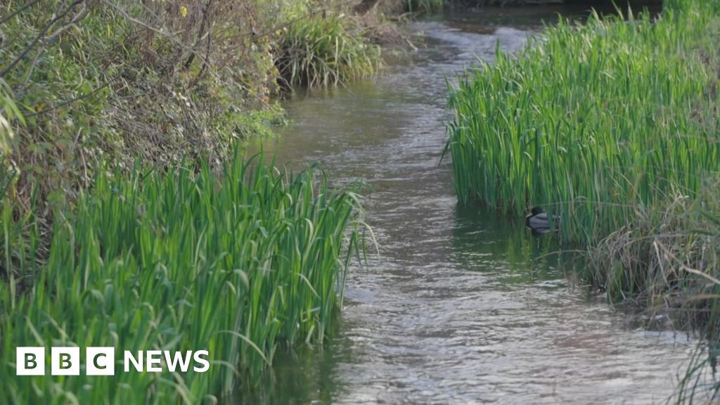 Campaigners push to protect chalk streams in Carshalton