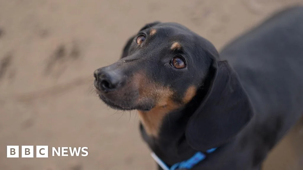 Dogs were man’s best friend far earlier than thought – scientists
