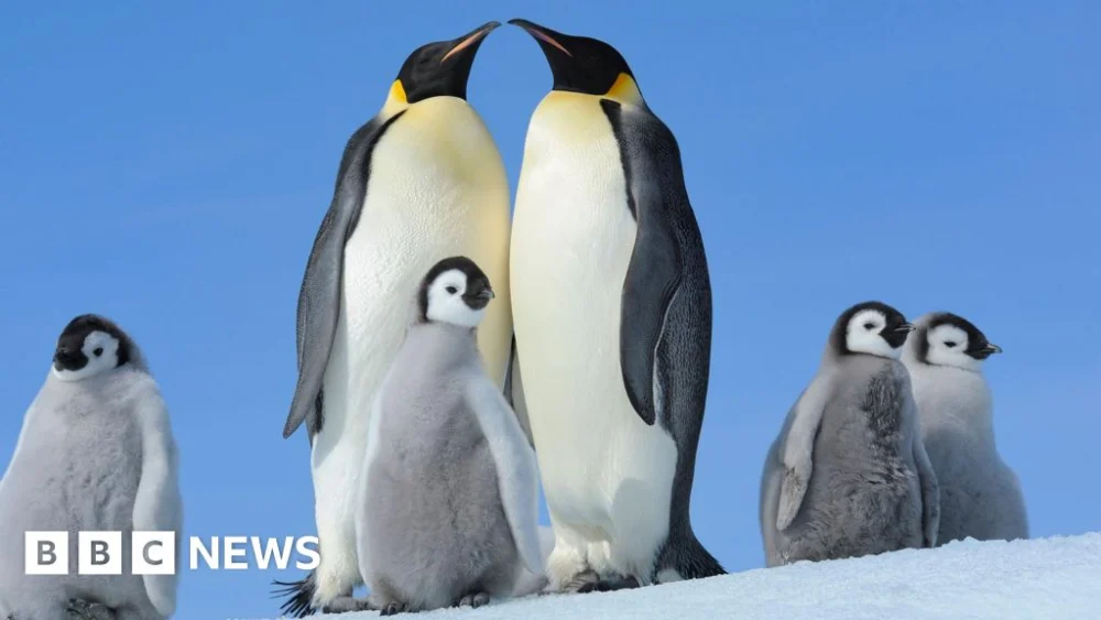 Emperor Penguins moult to survive, but scientists fear it may now be killing them.