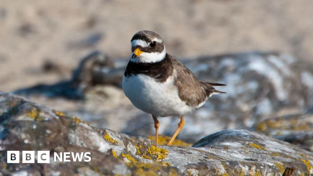 Exclusion zone to protect endangered birds at island beauty spot.