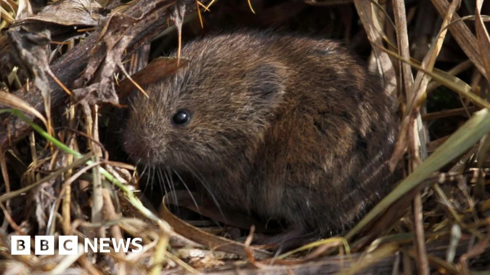 Extreme rainfall and floods devastating South West wildlife