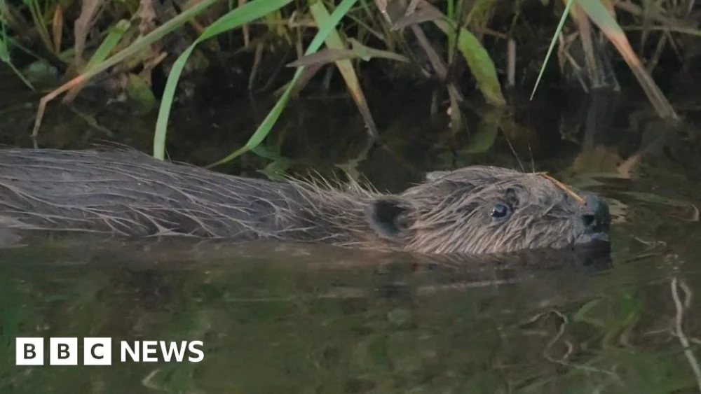 Greedy Wallington beaver caught in trap twice as he snacked.