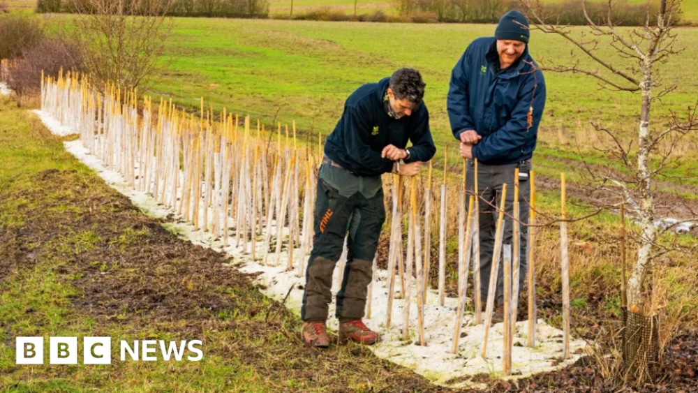 National Trust’s Wimpole Estate’s hedgerow restoration project.