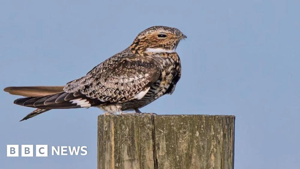 Nightjars make ‘remarkable comeback’ to South Downs National Park