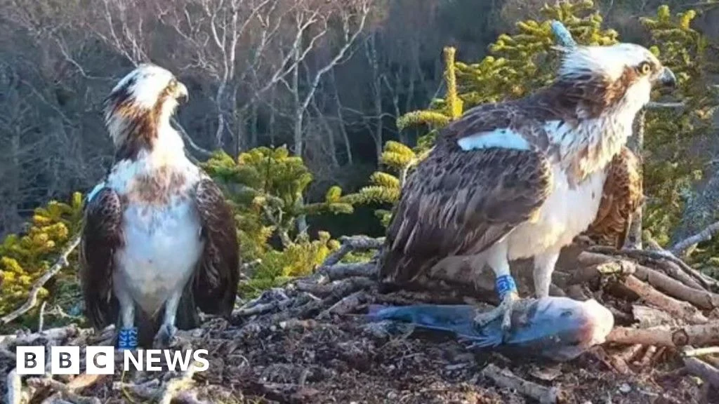 Returning ospreys in Dorset avoid last season’s love drama