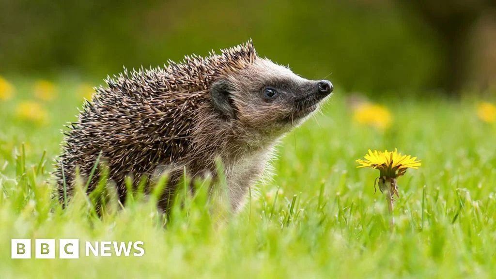 Secret of hedgehog hearing discovered at far beyond human range.