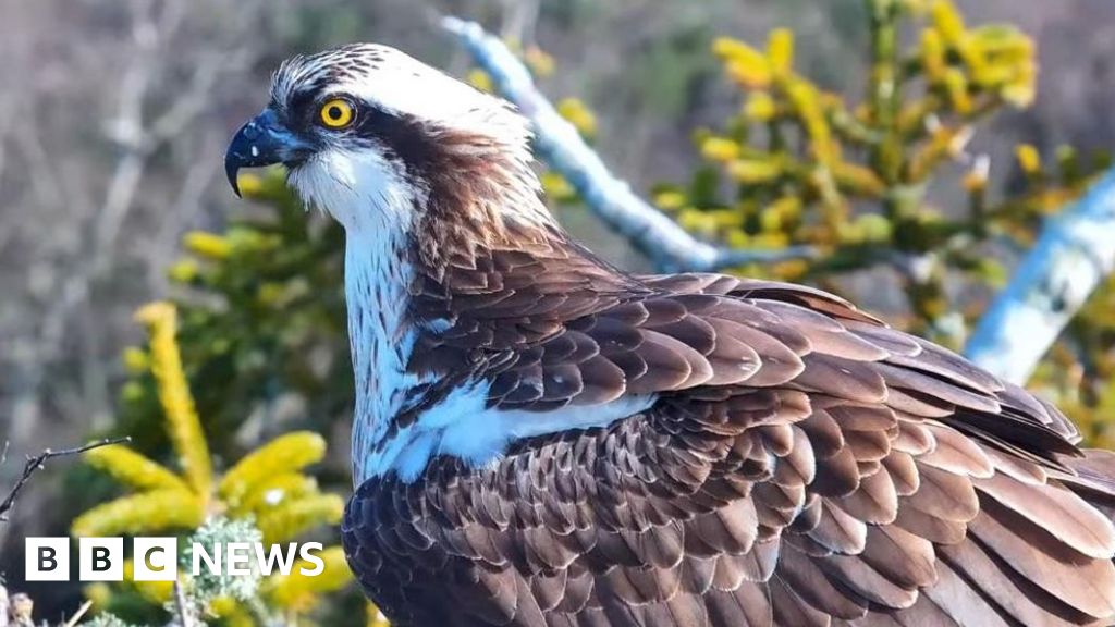 Southern nest sites await return of history-making ospreys.