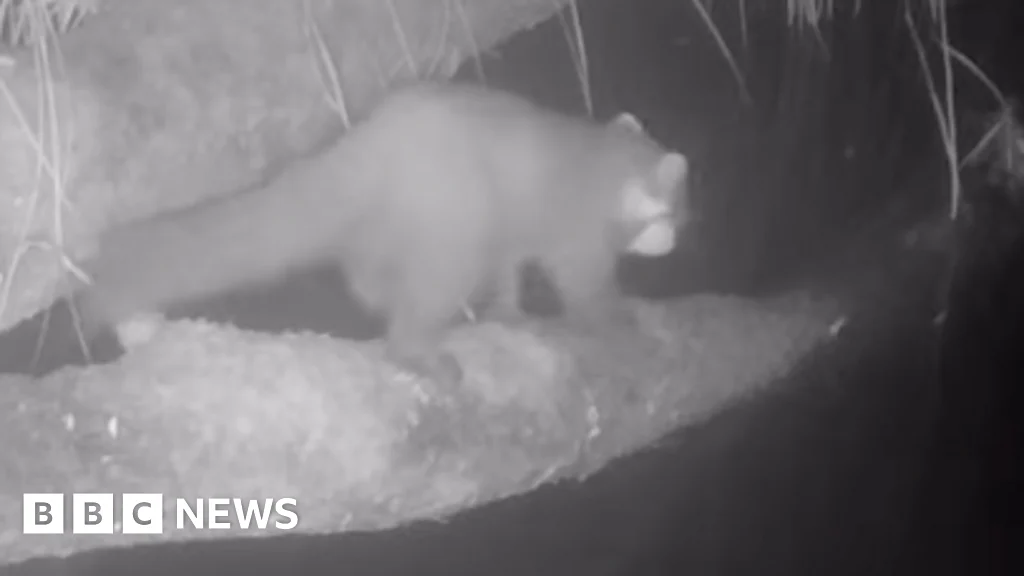 Surprise sighting of pine marten in Cornwall