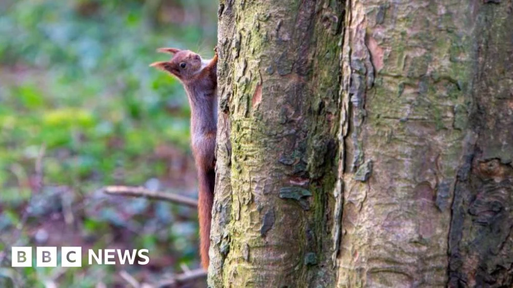 Targets and watchdog for nature as Senedd passes new law.