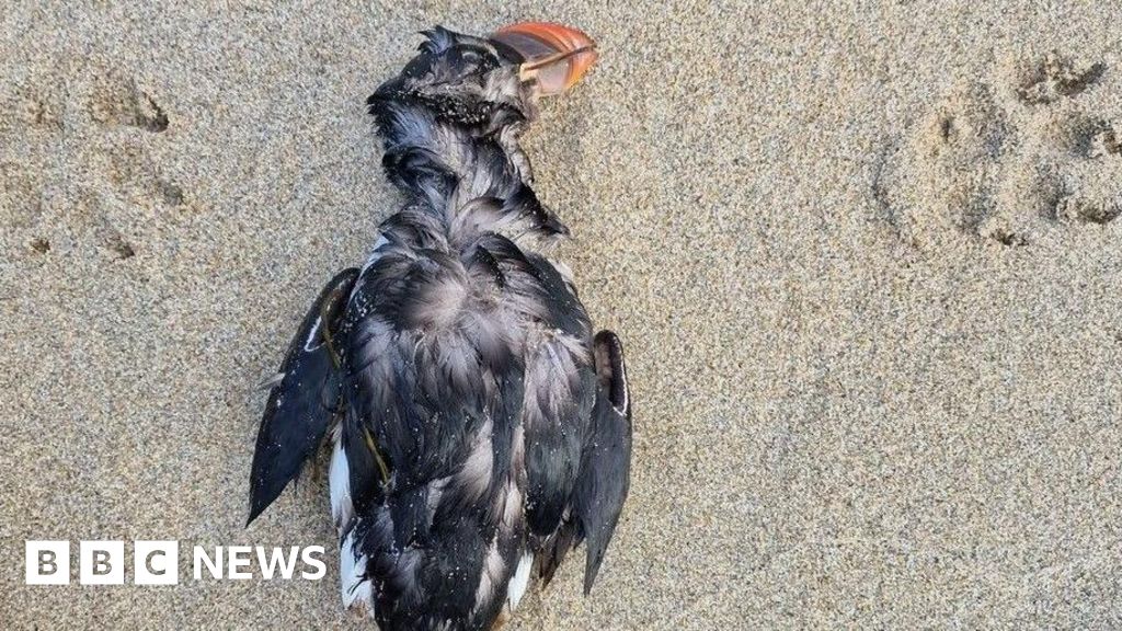 This year’s winter storms could prove a disaster for UK puffins