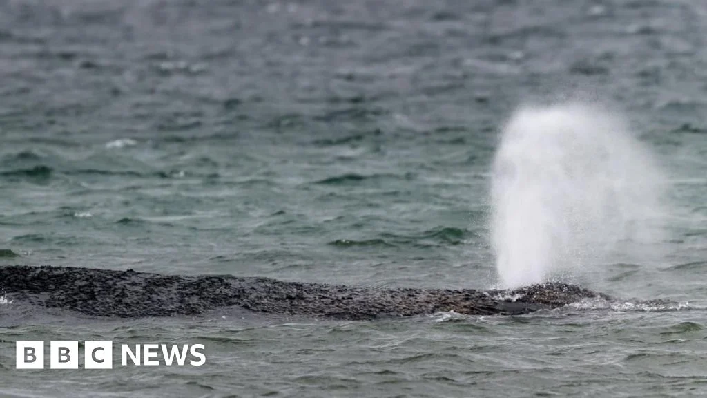 Whale swims for freedom after big German rescue effort on Baltic coast.