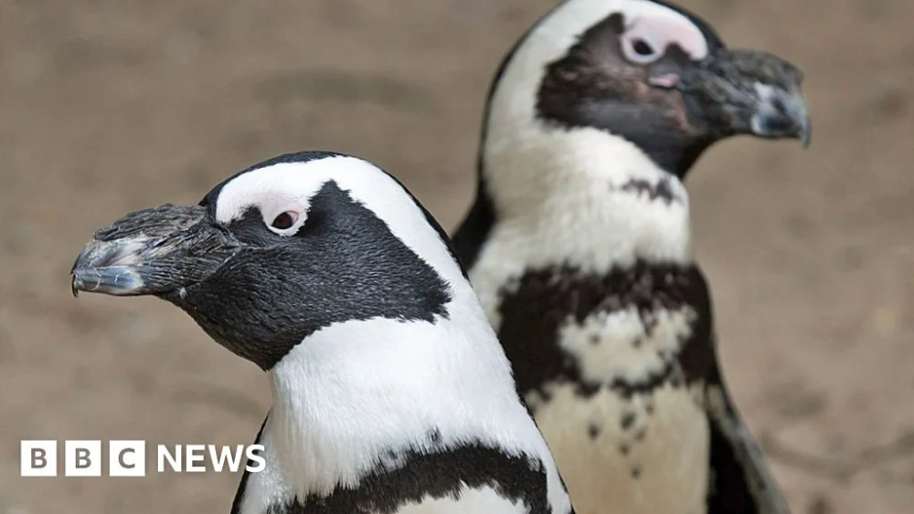 Why Namibia’s ‘green hydrogen’ dream could be a red flag for penguins and succulents.