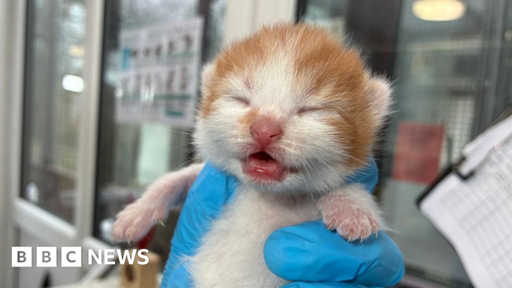 Yorkshire Cat Rescue Sees Rise in Abandoned Cats as Costs Increase
