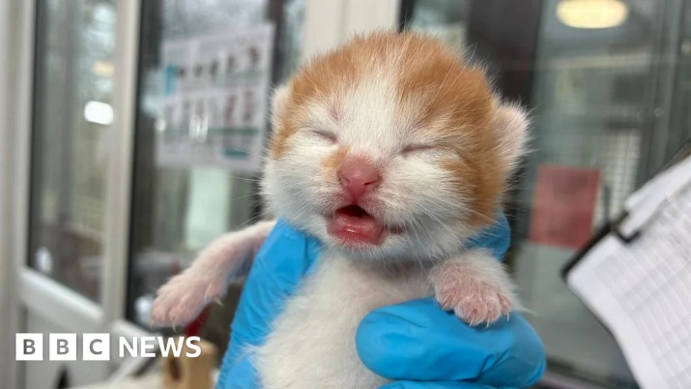 Yorkshire Cat Rescue Sees Rise in Abandoned Cats as Costs Increase