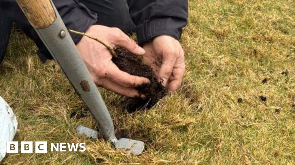 Young trees planted to expand Dartmoor’s temperate rainforest.