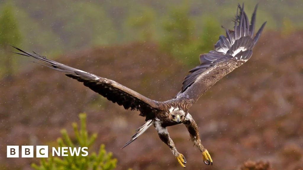 Government backs permanent return of golden eagles to England.