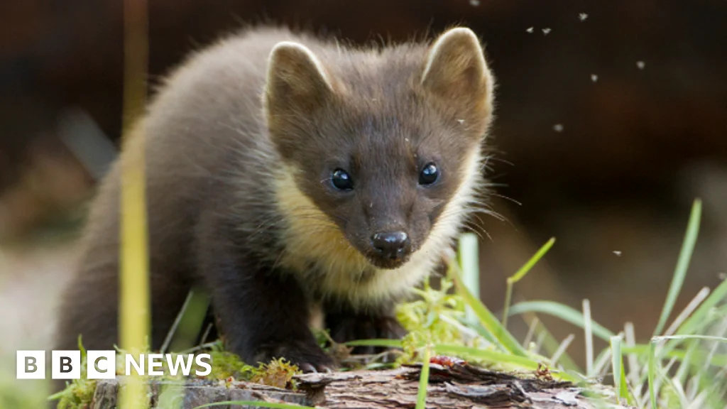 Hopes more pine martens will be born in south-west England.